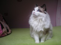 /album/fotogalerie-kocour1/ursini-25-jpg1/